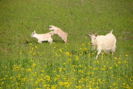 goatsの写真素材