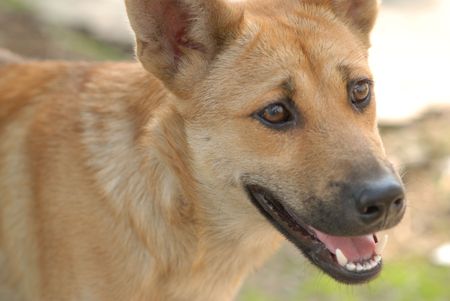 the  dogの写真素材