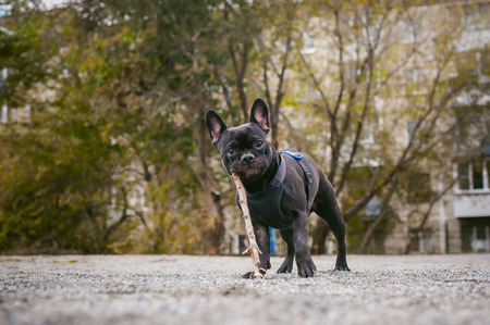 walking the dog French Bulldog. Male host plays with his pet on the street in the yard with a stickの写真素材
