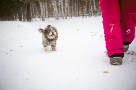 Walk in winter outdoors with dog breed Shih Tzu. A woman in bright red warm ski clothing walking in snow with your pet, little shih tzu dressed in overalls. care for animals loves playing with the dogの写真素材