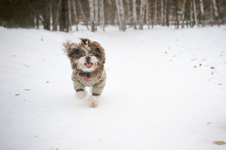 Walk in winter outdoors with dog breed Shih Tzu. A woman in a bright red warm ski clothing walking in snow with your pet, little shih tzu dressed in overalls. care for animals, loves playing with dogの写真素材