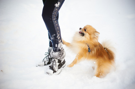 dog sitting at the mistress feet. walking your pet, dog breeds Spitz. walk with the dog on a leash outdoors on winter snowの写真素材