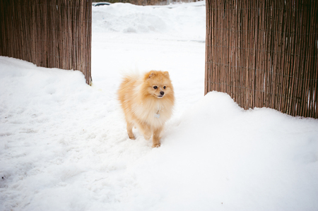 Spitz breed dog running in the snow snowbankの写真素材