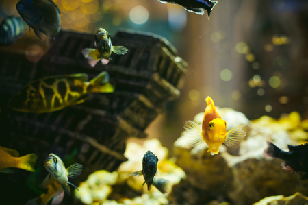 aquarium cichlid exotic fish. flock of sea yellow orange fish swimming in an aquariumの写真素材