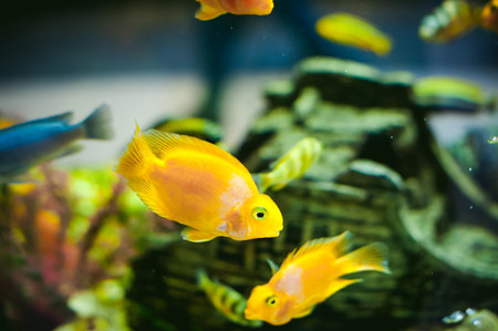 aquarium cichlid exotic fish. flock of sea yellow orange fish swimming in an aquarium