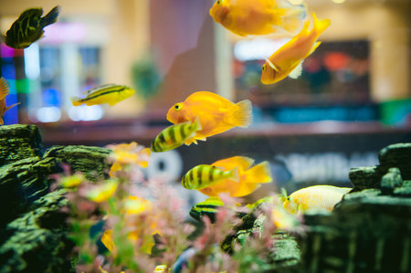 aquarium cichlid exotic fish. flock of sea yellow orange fish swimming in an aquariumの写真素材