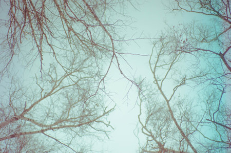 abstract bare branches against the sky