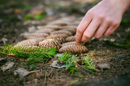 Fir cones lie on the ground in the forest, lined up in rowsの写真素材