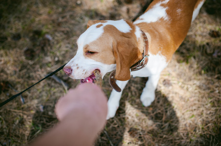 Young pet dog breeds beagle walking in the park outdoors. The puppy gnaws a stickの写真素材
