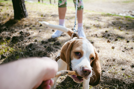 Young pet dog breeds beagle walking in the park outdoors. The girl carefully walks the puppy on a leash, plays and trains with himの写真素材