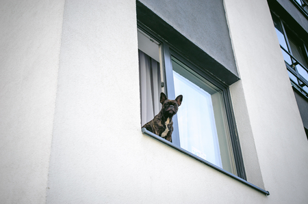 French bulldog looks out window outside into courtyard of houseの写真素材