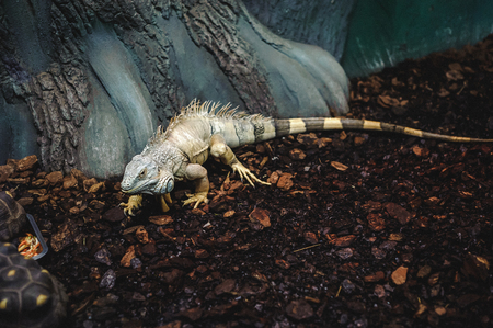 green lizard large iguana in the aviary, eats food with turtlesの写真素材