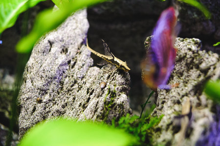 beautiful exotic large aquarium fish swimming in the water, marine life of the underwater worldの写真素材