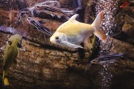 beautiful exotic large aquarium fish swimming in the water, marine life of the underwater worldの写真素材