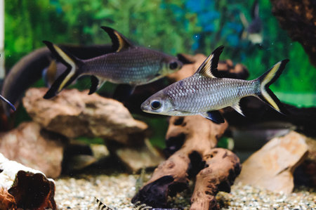 beautiful exotic large aquarium fish swimming in the water, marine life of the underwater world