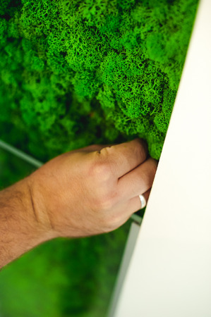 decorative moss for interior decoration. office style, interior design elementsの写真素材