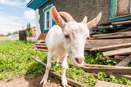 white young goat in the yard in the village, close portrait at wide angleのeditorial素材