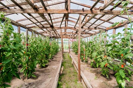 Growing crops in the garden. farm, garden crop. greenhouse in the village.のeditorial素材