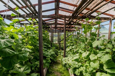 Growing crops in the garden. farm, garden crop. greenhouse in the village.のeditorial素材