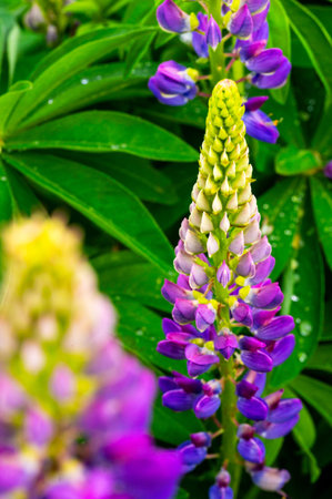 Close-up of a lupine flower stalk with purple blossoms transitioning to a green and white bud, set against lush green foliageの写真素材