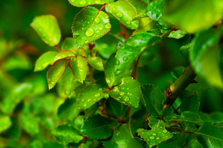Lush green leaves covered in water droplets, with a soft, blurred background. The leaves are vibrant and healthyの写真素材