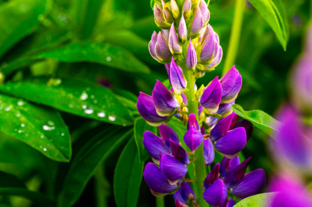 close-up showcases a lupine flower spike with vibrant purple blooms and buds, set against a backdrop of lush green leaves dotted with water dropletsの写真素材