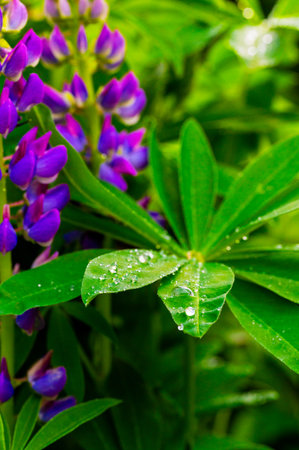 Close-up of purple lupine flowers and green leaves with water droplets, creating a fresh, vibrant nature sceneの写真素材