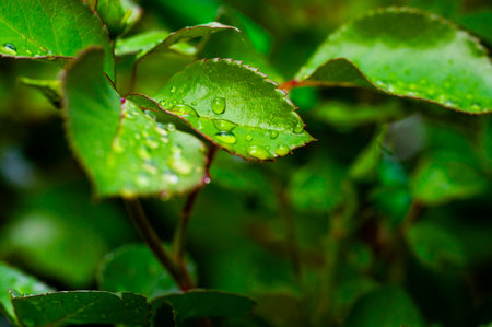 Close-up of vibrant green leaves adorned with water droplets, creating a fresh, natural sceneの写真素材