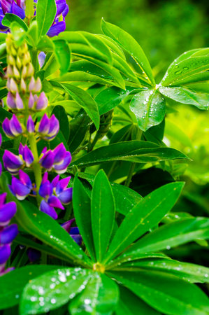 Close-up of vibrant purple lupine flowers and lush green leaves, some speckled with water droplets, against a soft green backgroundの写真素材