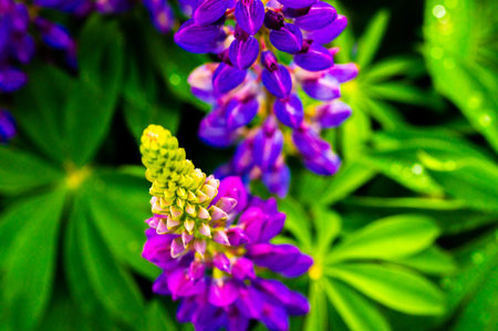 Close-up of purple lupine flowers with green foliage. The flowers are in full bloom, creating a vibrant and colorful displayの写真素材