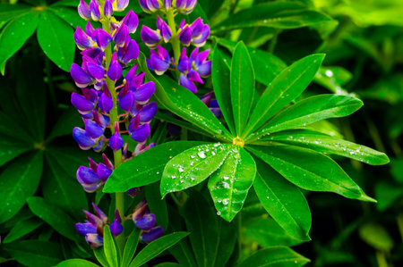 Close-up of vibrant purple lupine flowers and bright green leaves adorned with sparkling water dropletの写真素材