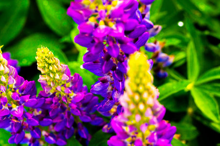 vibrant close-up of purple and yellow lupine flowers in bloom against a backdrop of lush green leaves. The image showcases the intricate detail of the petals and texturesの写真素材