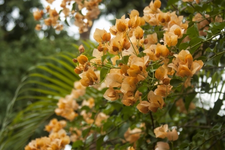 Asian exotic flowersの写真素材