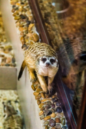 Meerkat running around Valliere at the zooの写真素材