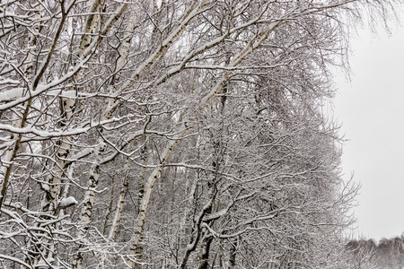 Pure winter hibernation forestの写真素材