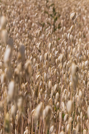 Yellow grain ready for harvest growing in a oats fieldの写真素材