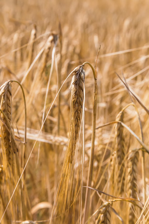 Yellow grain ready for harvest growing in a farm fieldの写真素材