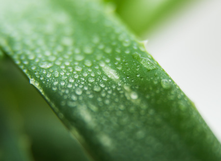 Drops of water on leaf of aloeの写真素材