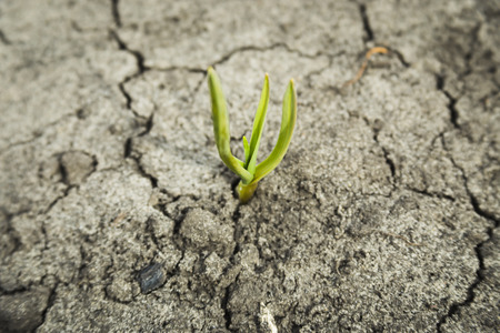 Garlic plant. farm. growing vegetableの写真素材