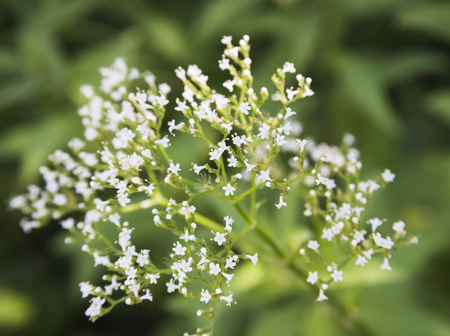 meadow flowers in the woods in the summer in Julyの写真素材
