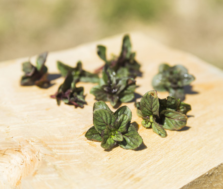 Pepper mint leaves on old wood backgroundの写真素材