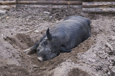Pig in the open-air cage resting in the zooの写真素材