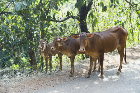 Animal cow in the streets of indiaの写真素材