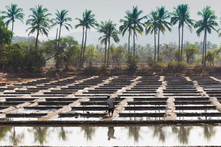 Baths with salt salt extraction food industry India, Goa, March 11, 2017のeditorial素材
