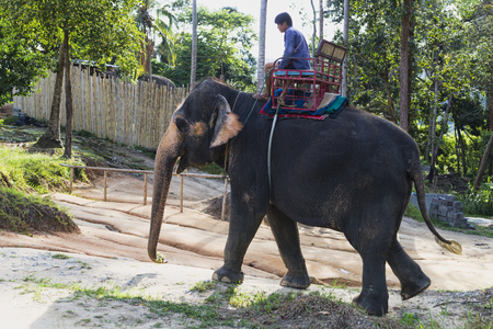 Herbivorous animal elephants with large trunk beautiful animals on the elephant farm Thailand, Ko Phangan, June 28, 2017のeditorial素材