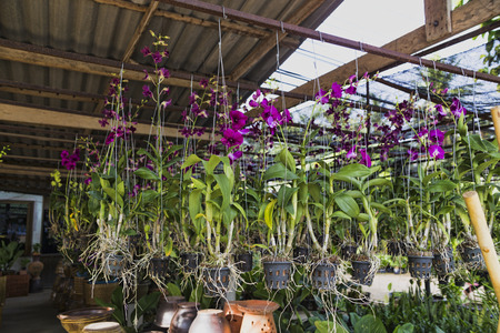 flowers orchid gardens different colors gardenの写真素材