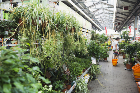 Russia, Moscow August 5, 2017, plants for a beautiful green garden in the OBI storeのeditorial素材