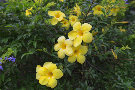 beautiful yellow flowers grow on a green branchの写真素材