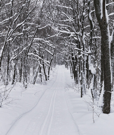 snow white color is nature's way beauty a blanket of snowの写真素材