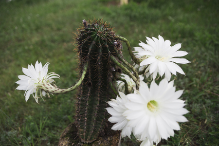 Queen of the Night Cactus (Selenicereus grandiflorus) isolated on white backgroundの写真素材